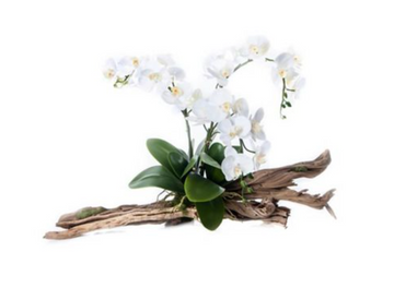 D100 LARGE ORCHID FLORAL